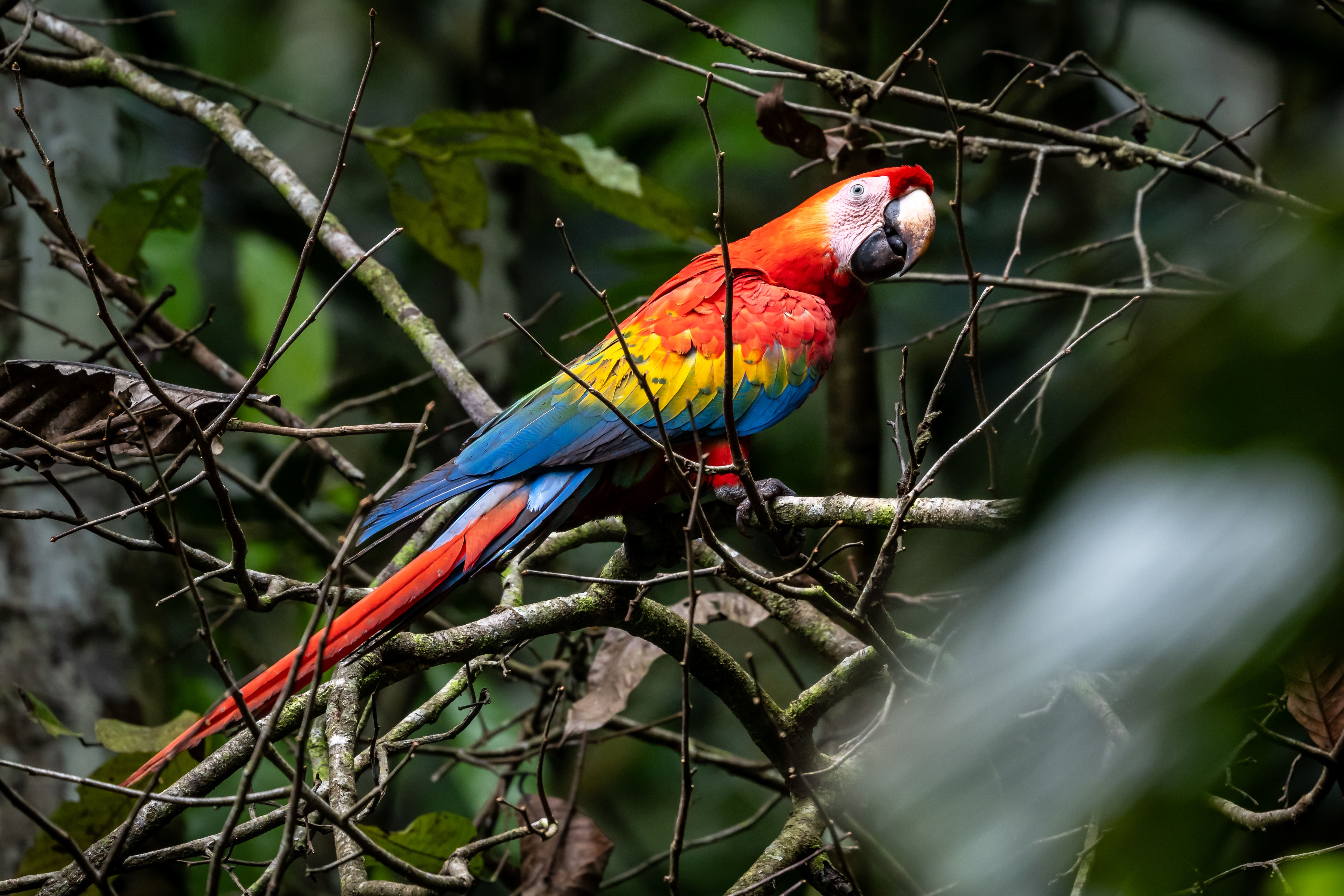 Guacamayo escarlata en la selva amazónica